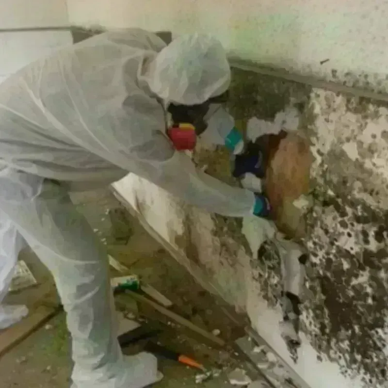 Mold Remediation and Removal in Vicksburg, MS